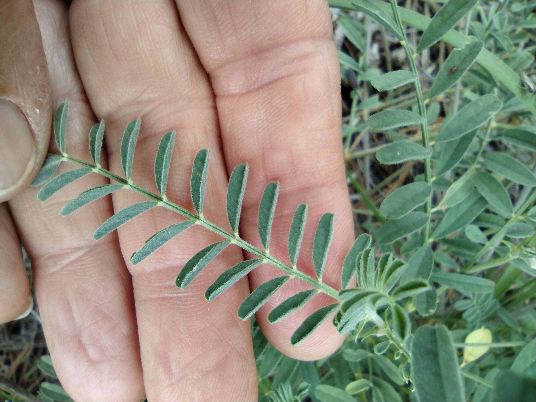 Imagem de Astragalus hallii var. fallax (S. Wats.) Barneby