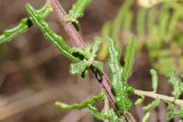 Olearia asterotricha F. Müll. resmi