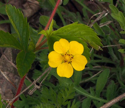 Image of common cinquefoil