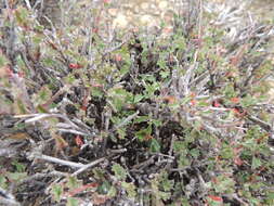 Image of Hermannia desertorum Eckl. & Zeyh.