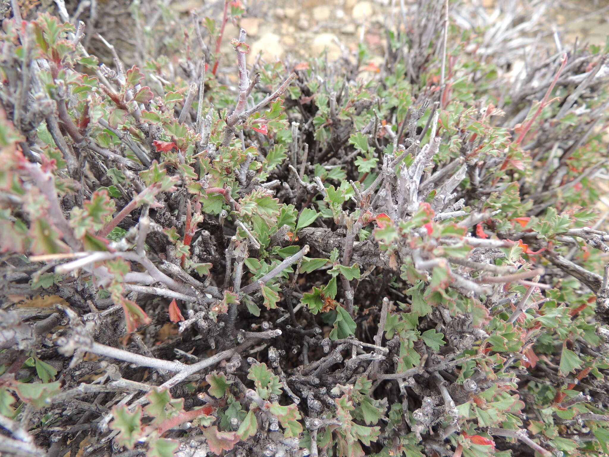 Image of Hermannia desertorum Eckl. & Zeyh.