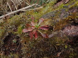 Image of Heloniopsis umbellata Baker