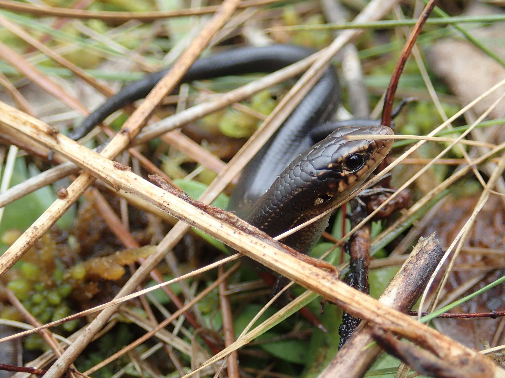 Plestiodon anthracinus pluvialis (Cope 1880) resmi