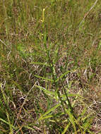 Image of obedient plant