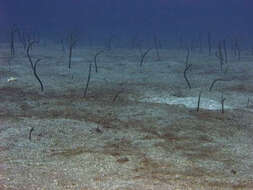 Image of Brown Garden Eel