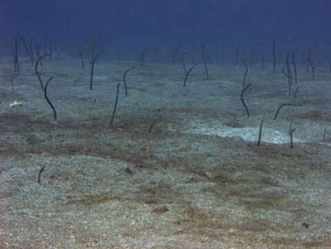 Image of Brown Garden Eel