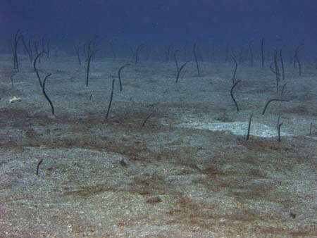 Image of Brown Garden Eel