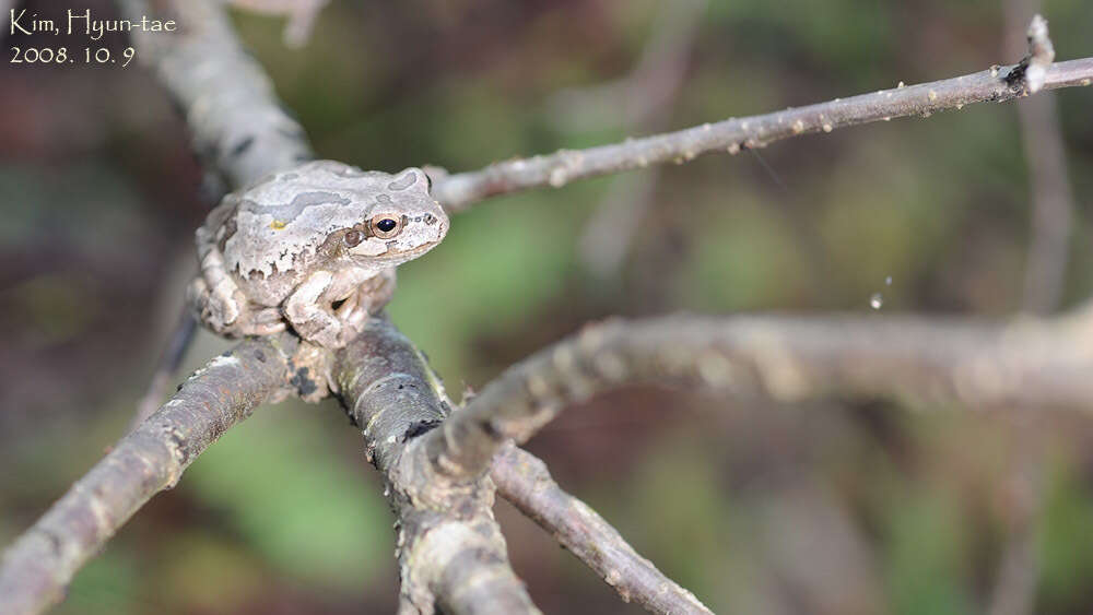 Image of Japanese Tree Frog