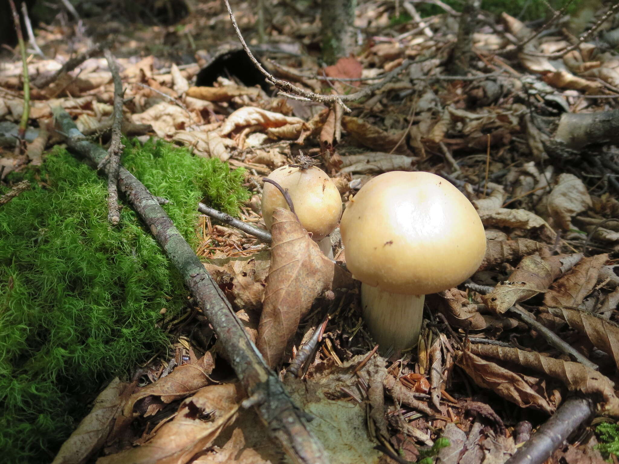 Image of Cortinarius caperatus (Pers.) Fr. 1838