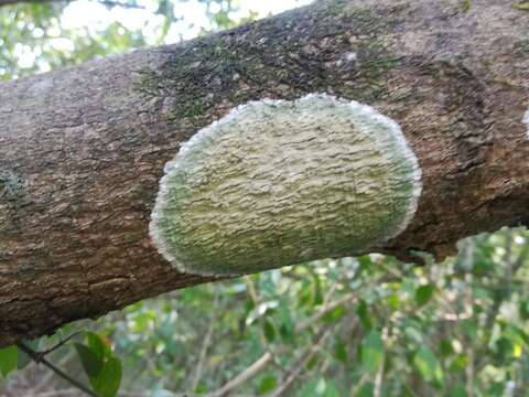 Image of blemished lichen