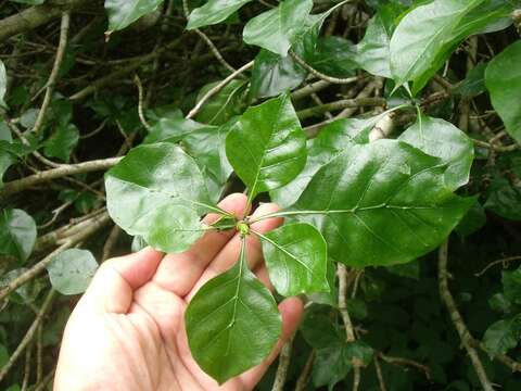 Image of Thunberg's gardenia