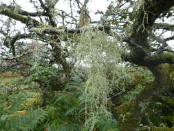 Image of string-of-sausages lichen