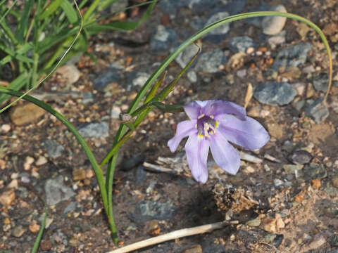 Image of Moraea polyanthos L. fil.