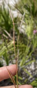 Image de Andropogon cumulicola