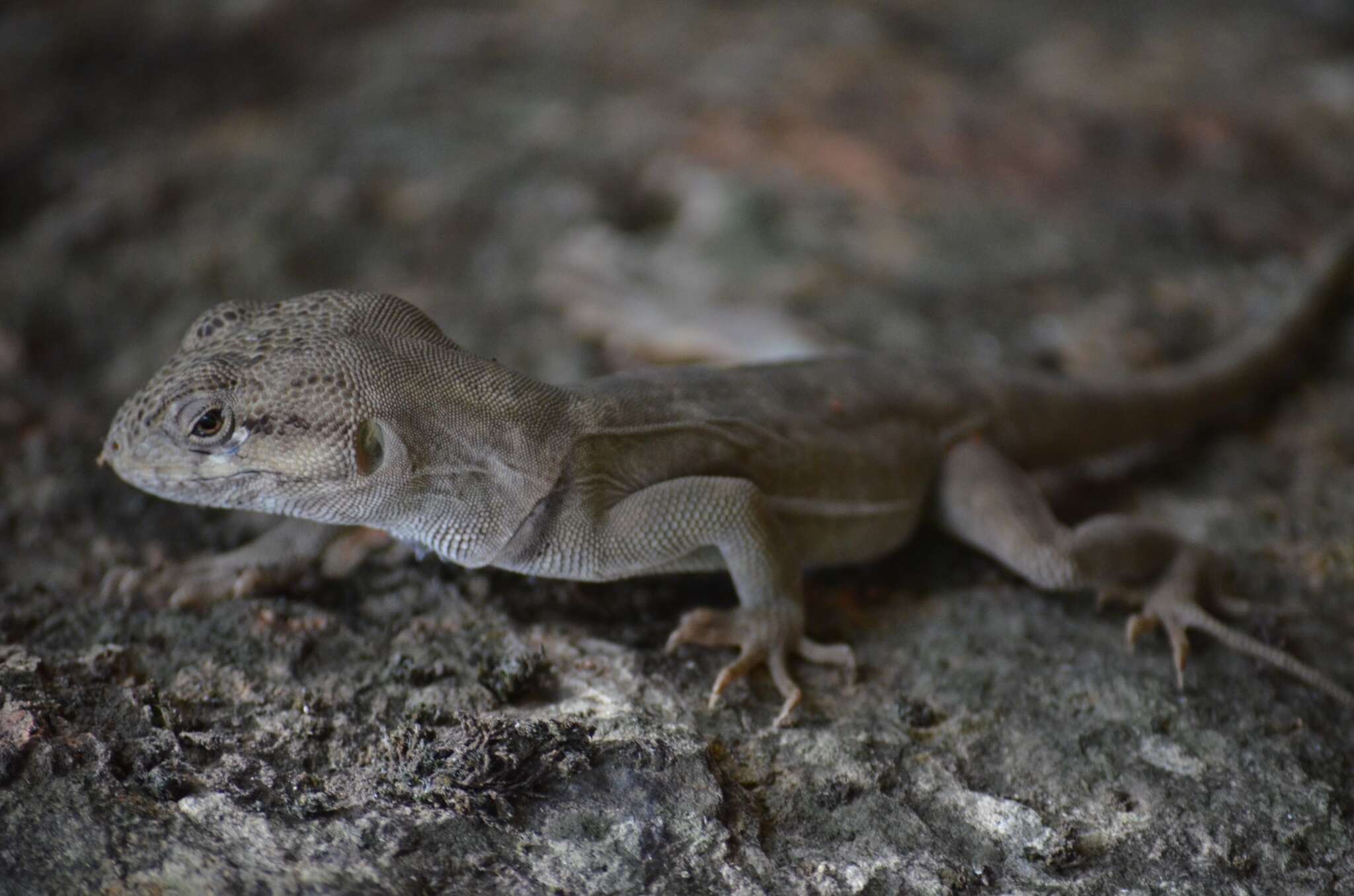 Image of Pristidactylus volcanensis Lamborot & Diaz 1987