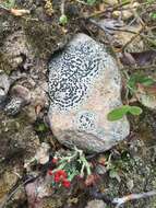 Image of crust porpidia lichen