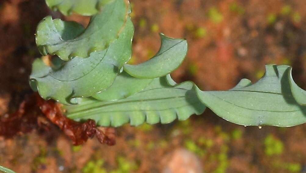 Image of Ixia vanzijliae L. Bolus