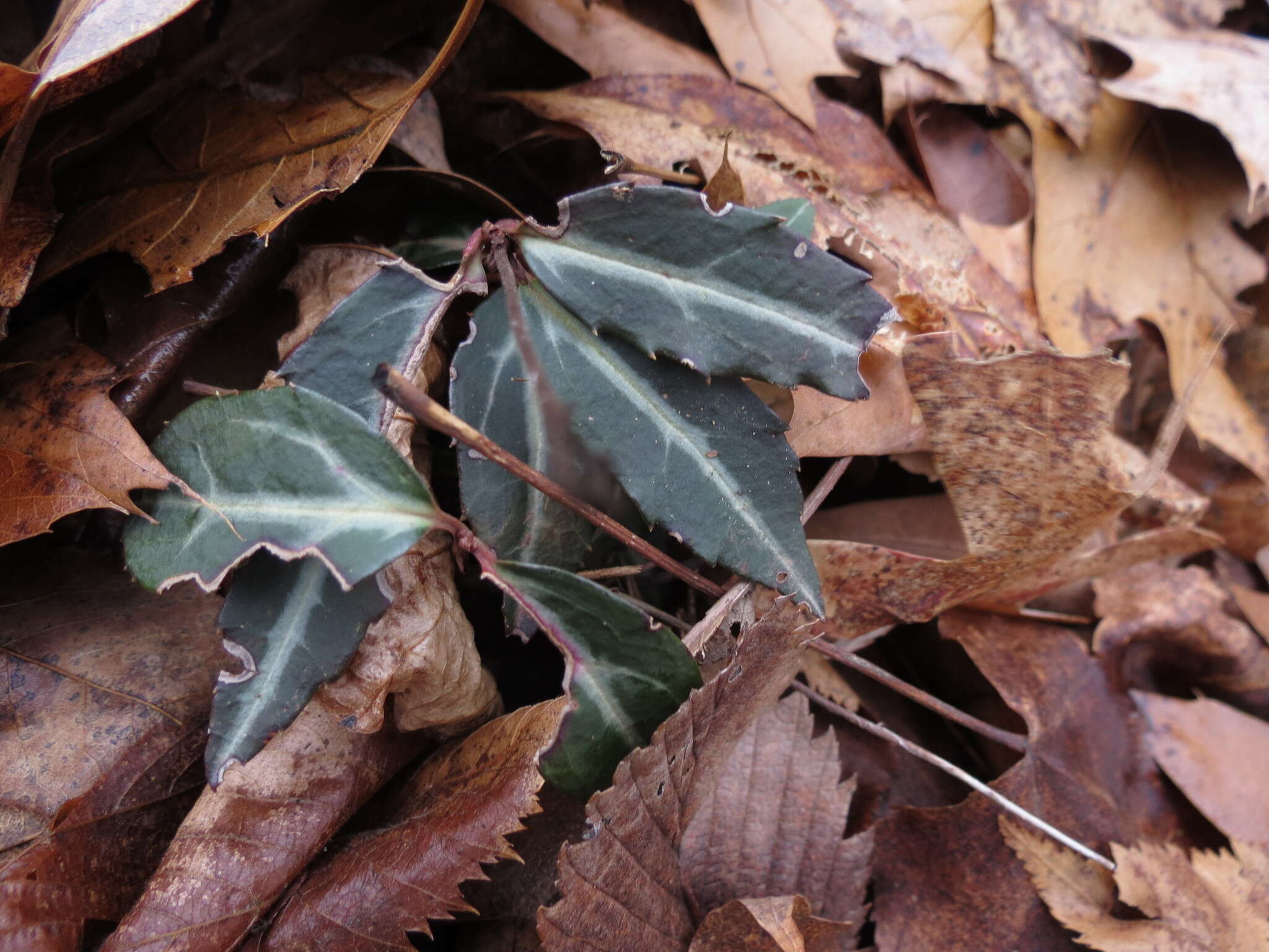 Image of striped prince's pine