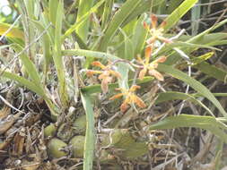 Image of Encyclia alata subsp. parviflora (Regel) Dressler & G. E. Pollard