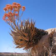 Image of Aloe hereroensis Engl.