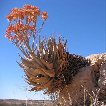 Image of Aloe hereroensis Engl.