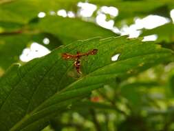 Deuterocopus planeta Meyrick 1908 resmi