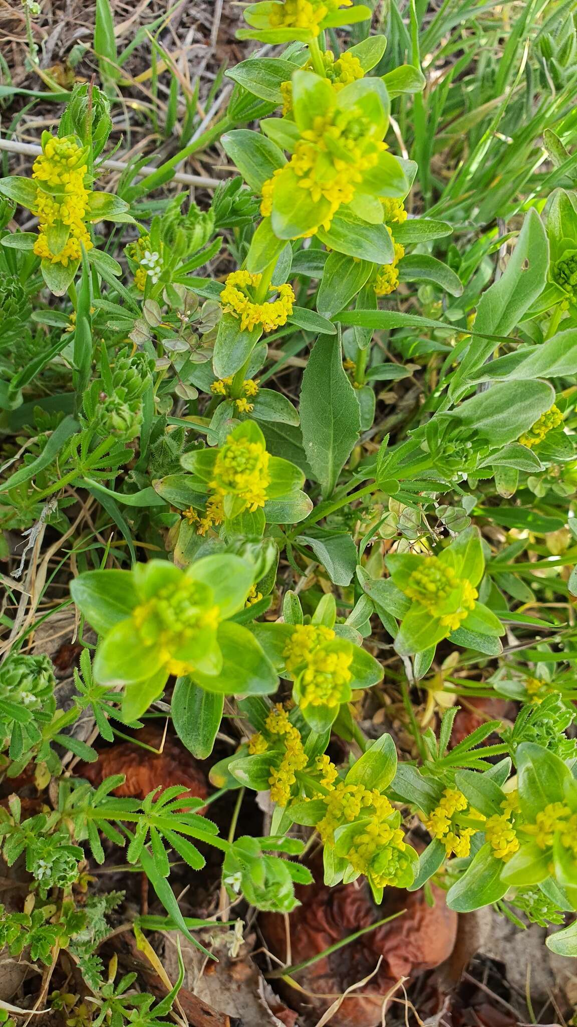 Image of Cruciata taurica subsp. taurica