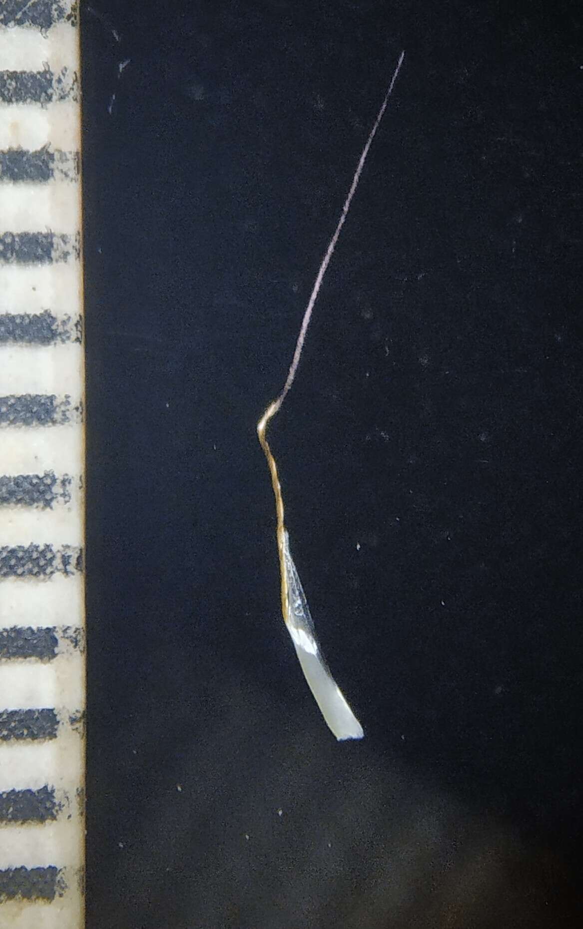 Image of Spodiopogon rhizophorus (Steud.) Pilg.
