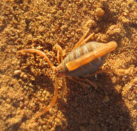 Sivun Parabuthus granulatus (Ehrenberg 1831) kuva