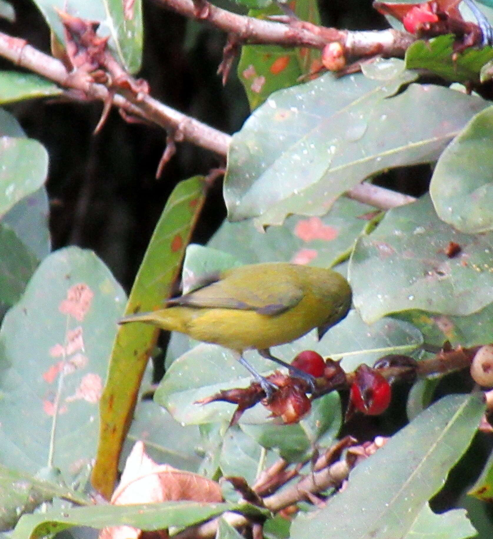 Image of Yellow-crowned Euphonia