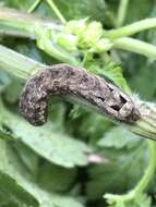 Image of lesser yellow underwing