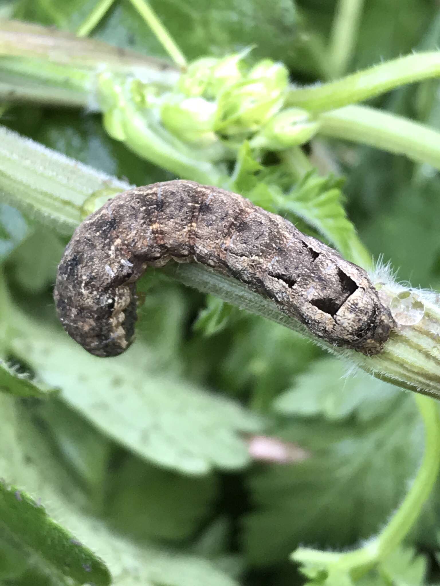 Image of lesser yellow underwing