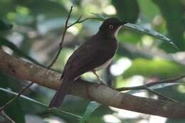 Image of Cream-vented Bulbul