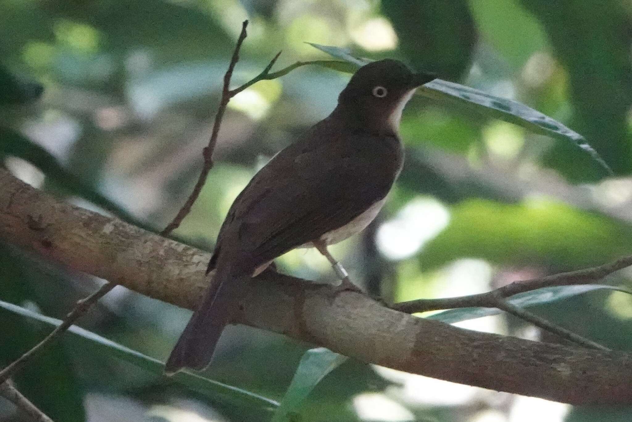 Image of Cream-vented Bulbul