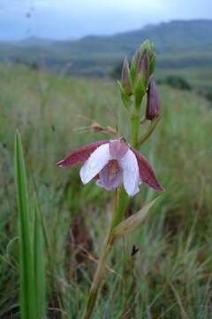 Image de Eulophia ovalis var. ovalis