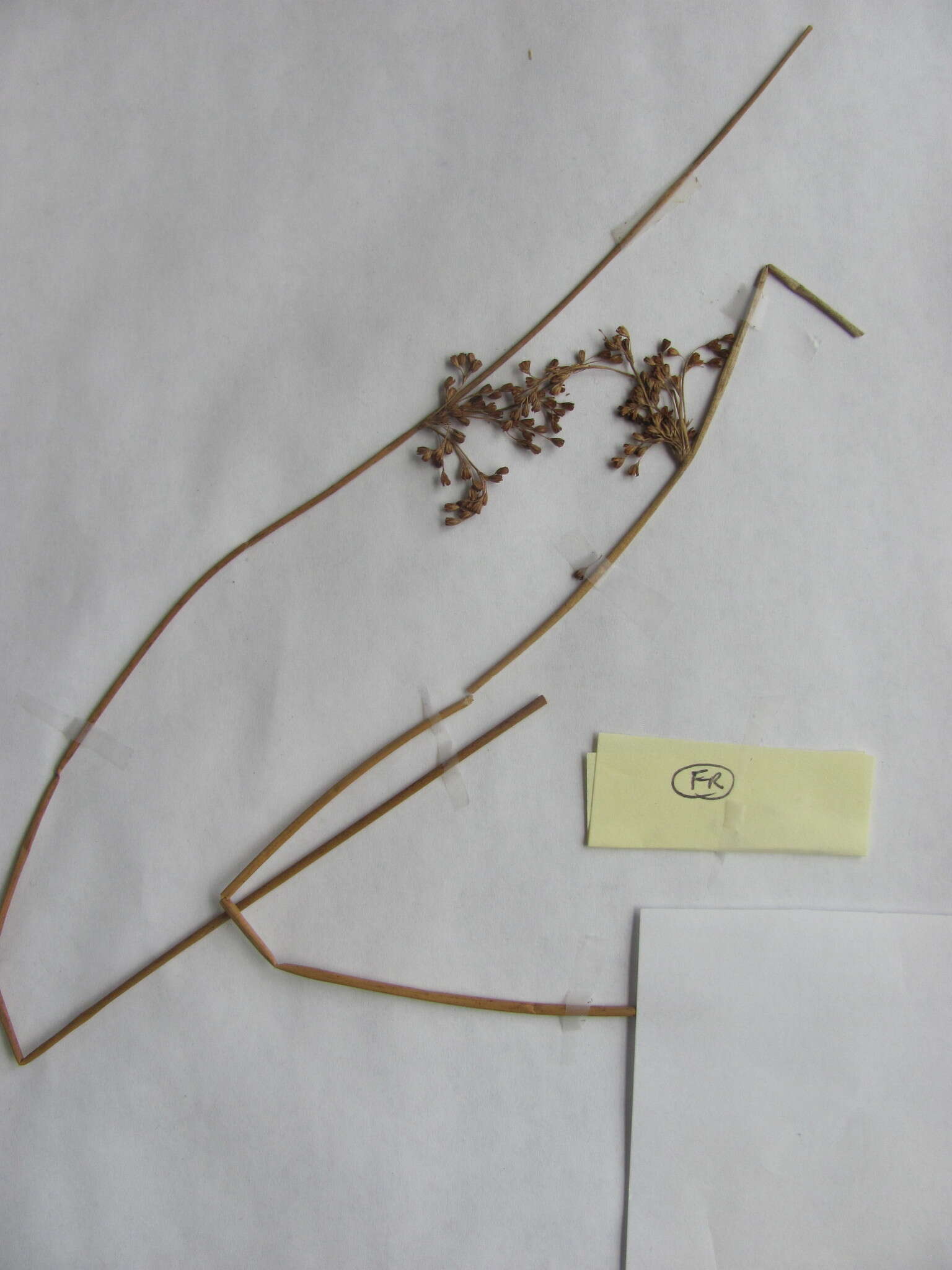 صورة Juncus effusus subsp. solutus (Fern. & Wieg.) L. Hamet-Ahti