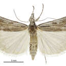 Image of Scoparia ejuncida Knaggs 1867