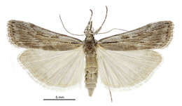 Image of Scoparia ejuncida Knaggs 1867