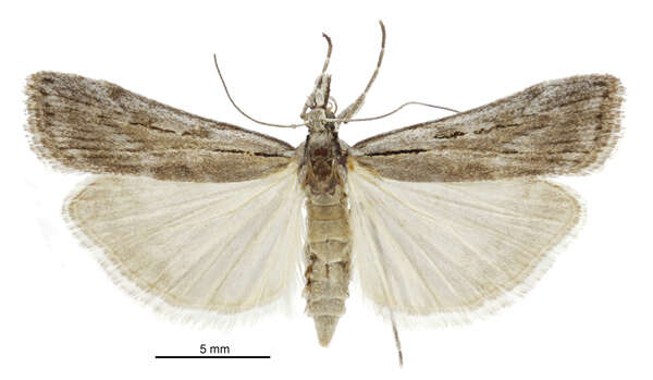 Image of Scoparia ejuncida Knaggs 1867