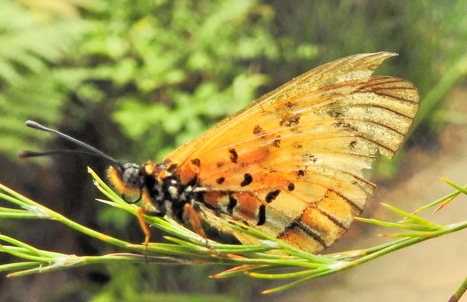 Image of <i>Acraea <i>rahira</i></i> rahira