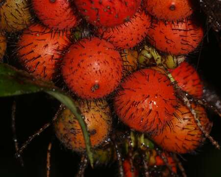 Image of Bactris rhaphidacantha Wess. Boer