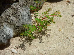 Слика од Euphorbia cozumelensis Millsp.