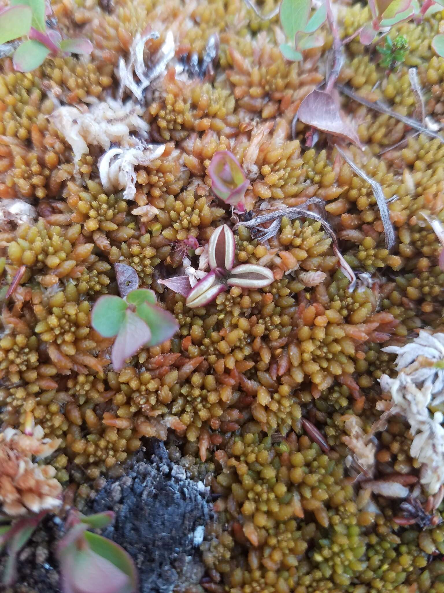 Imagem de Pinguicula villosa L.