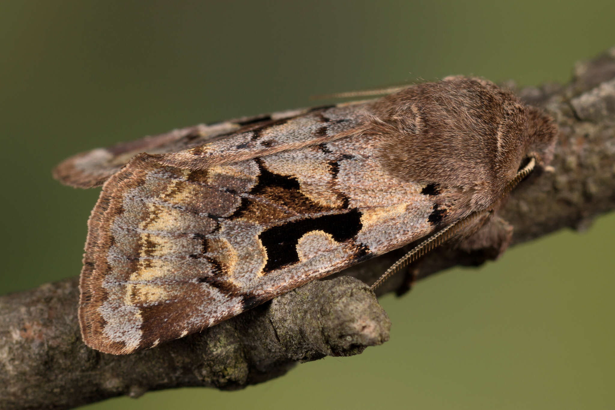 Orthosia gothica Linnaeus 1758 resmi