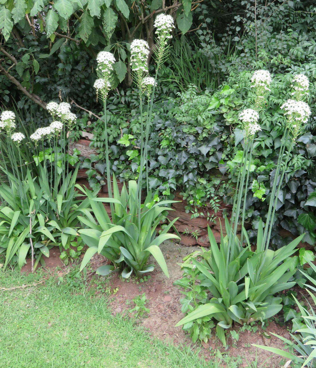 Слика од Ornithogalum saundersiae Baker