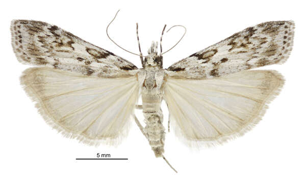 Image of Scoparia petrina Meyrick