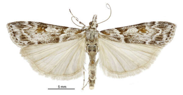 Image of Scoparia petrina Meyrick