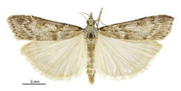 Image of Scoparia petrina Meyrick