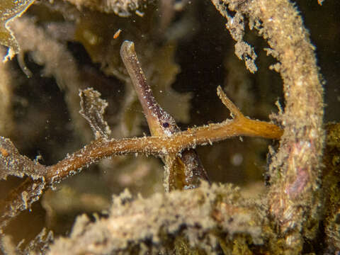 Image of Mother-of-pearl pipefish