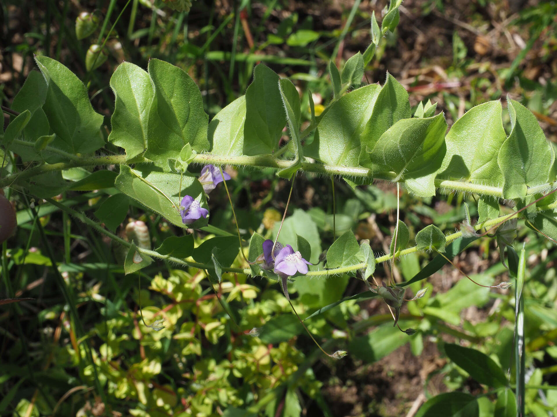 Image of Kickxia commutata subsp. graeca (Bory & Chaub.) R. Fernandes